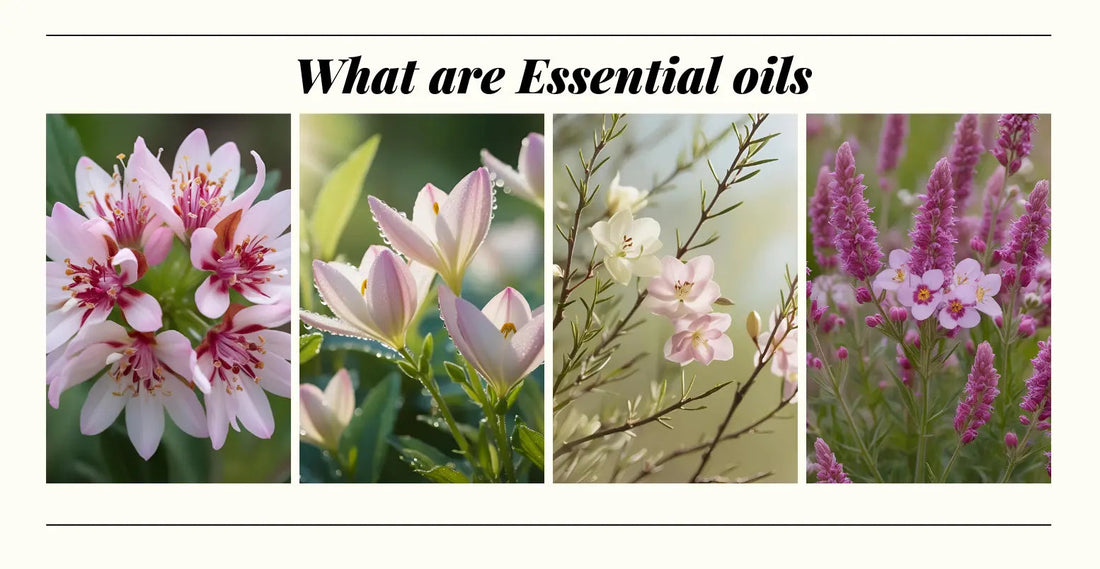 What are essential oils? Essential oils, flowers, Harvest Hills Skin Care