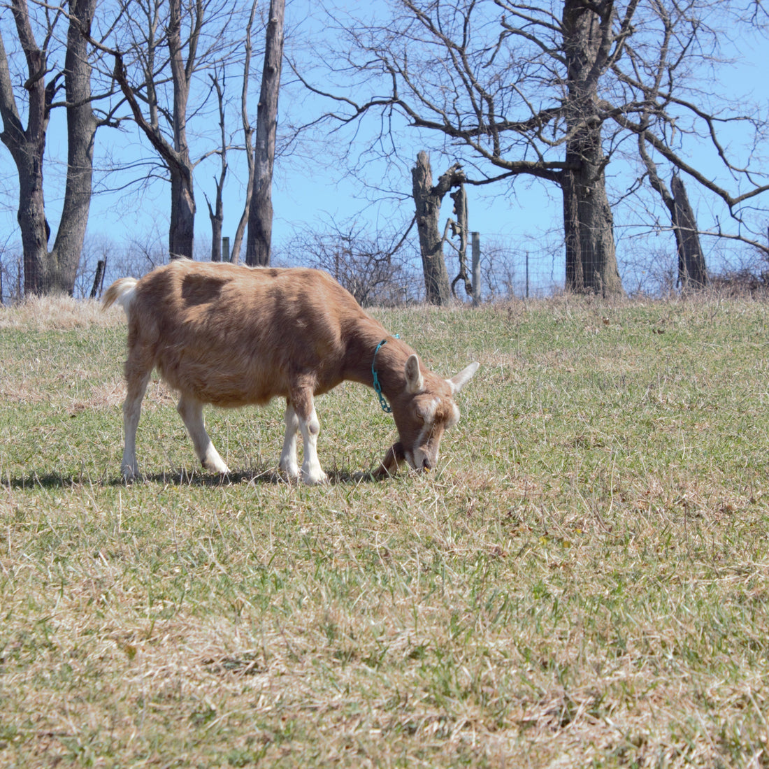 toggenburg goat eating in the pasture, ten reasons for pure goat milk skin care