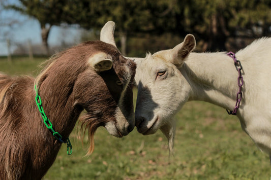 The-Beginning-of-our-Dairy-Goat-Farm-Our-Humble-Beginnings Harvest Hills Skin Care, LLC