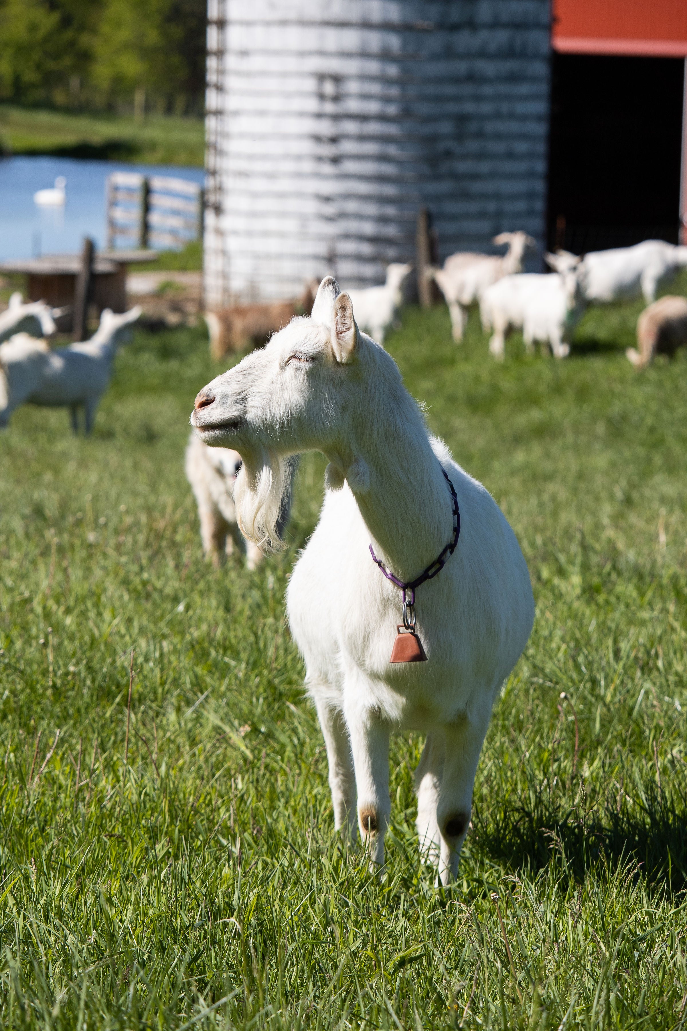 Saanen goat, goat, dairy goat farm