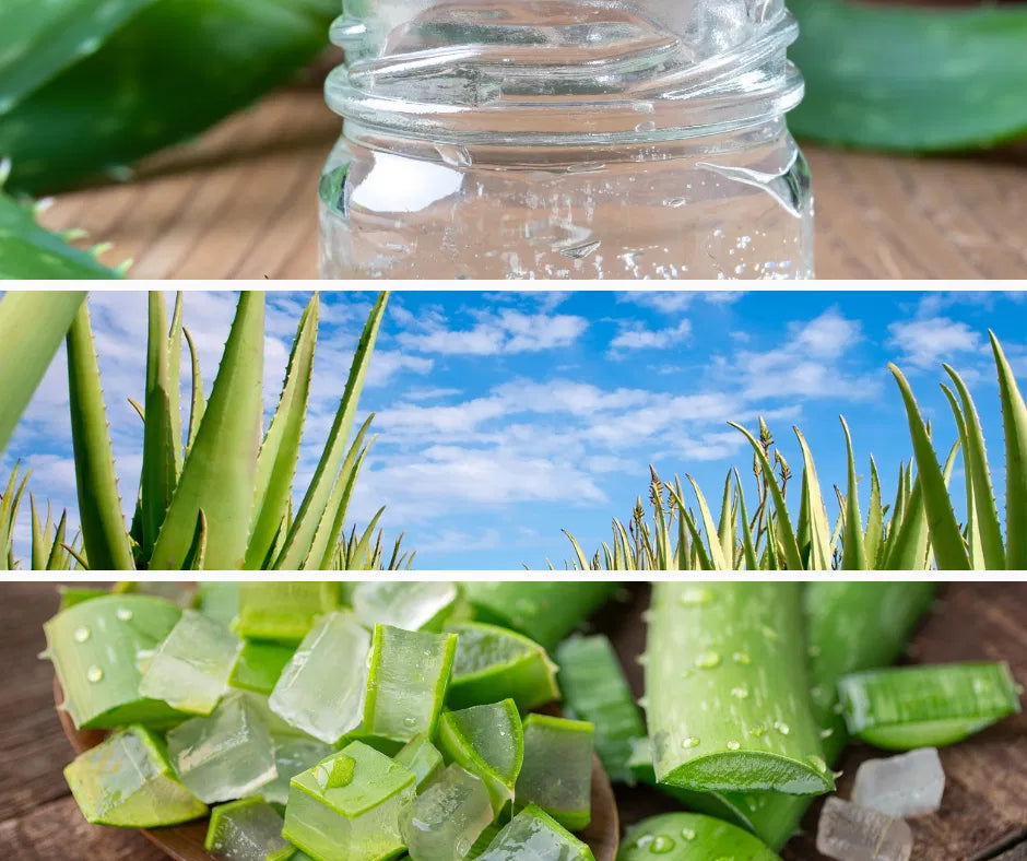 aloe vera gel, aloe vera plant, Harvest Hills Skin Care ingredient