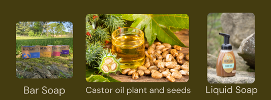 castor oil, castor plant, benefits of castor oil, Harvest Hills Skin Care