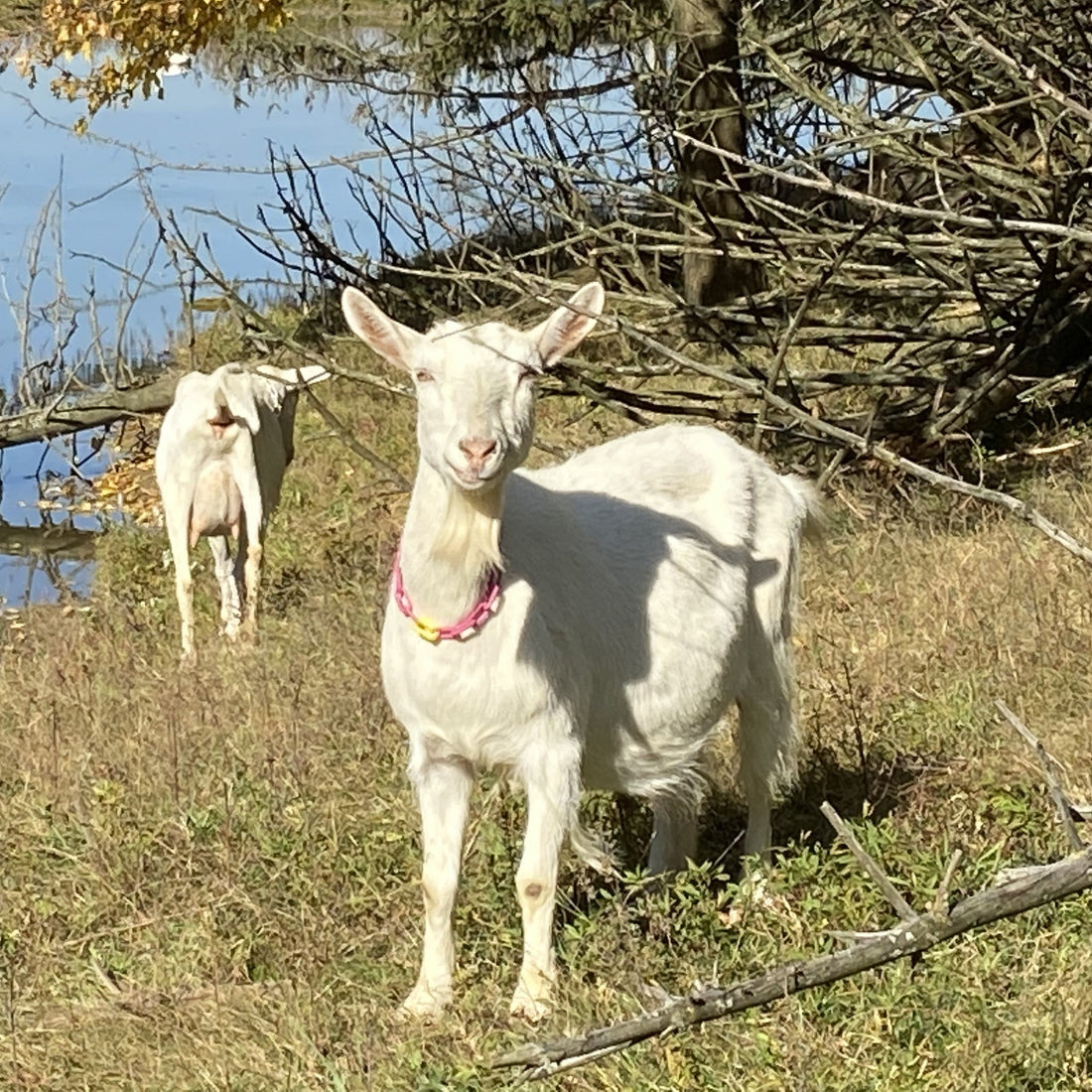 saanen goat in the sun