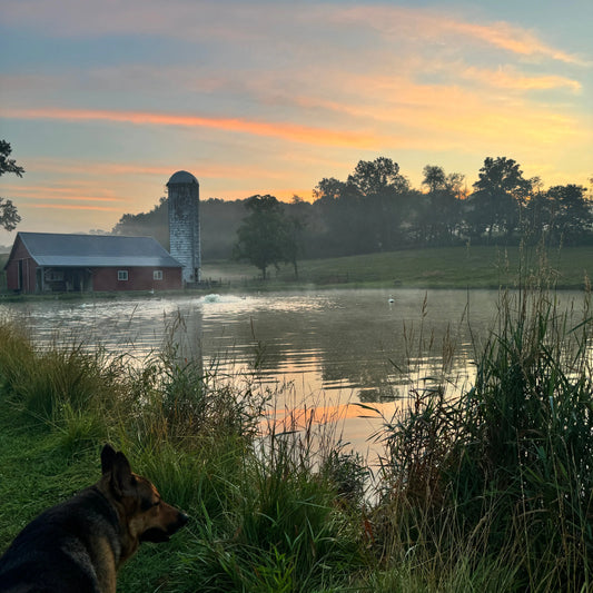 Farm scene- Harvest Hills Goat Milk Skin Care