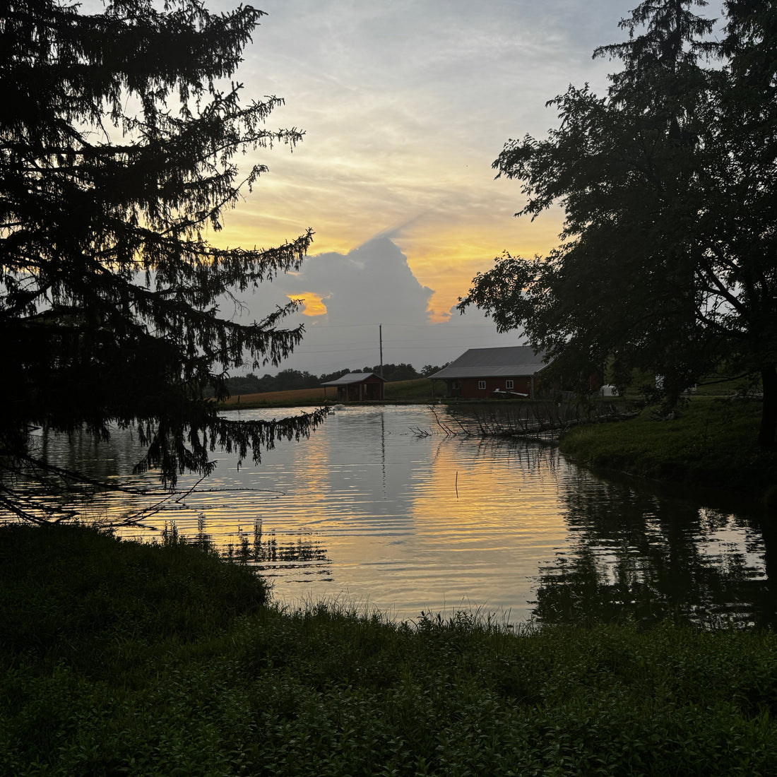 The beginning of Harvest Hills Skin Care - Goat Milk Skin Care