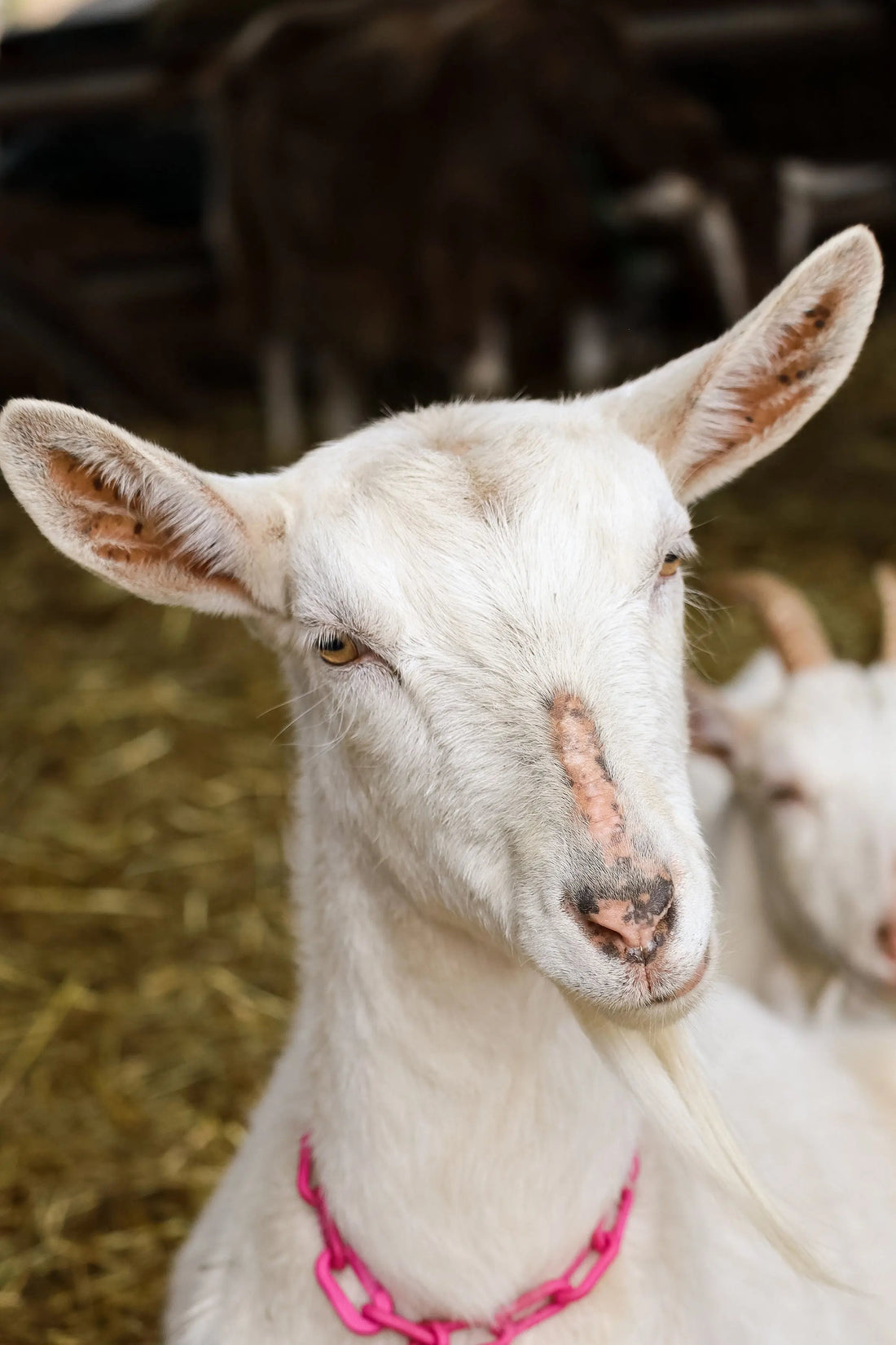 beautiful Saanen goat with beautiful skin!