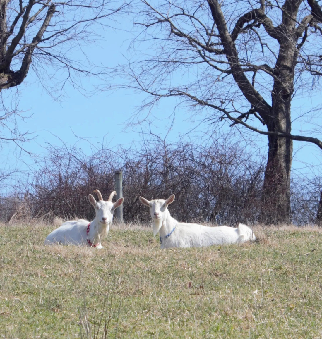 two saanen goats in the pasture, goat milk soap, Harvest Hills Skin Care