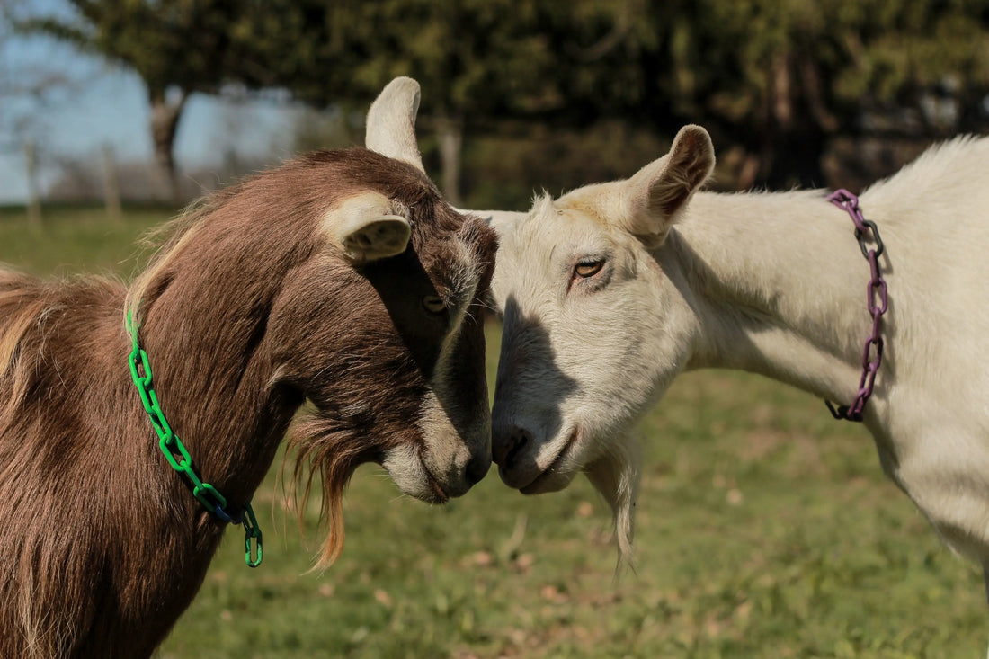 The-Beginning-of-our-Dairy-Goat-Farm-Our-Humble-Beginnings Harvest Hills Skin Care, LLC