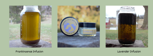 Frankincense infusing in olive oil, rejuvenating face cream, lavender buds infusing in olive oil, Harvest Hills skin care