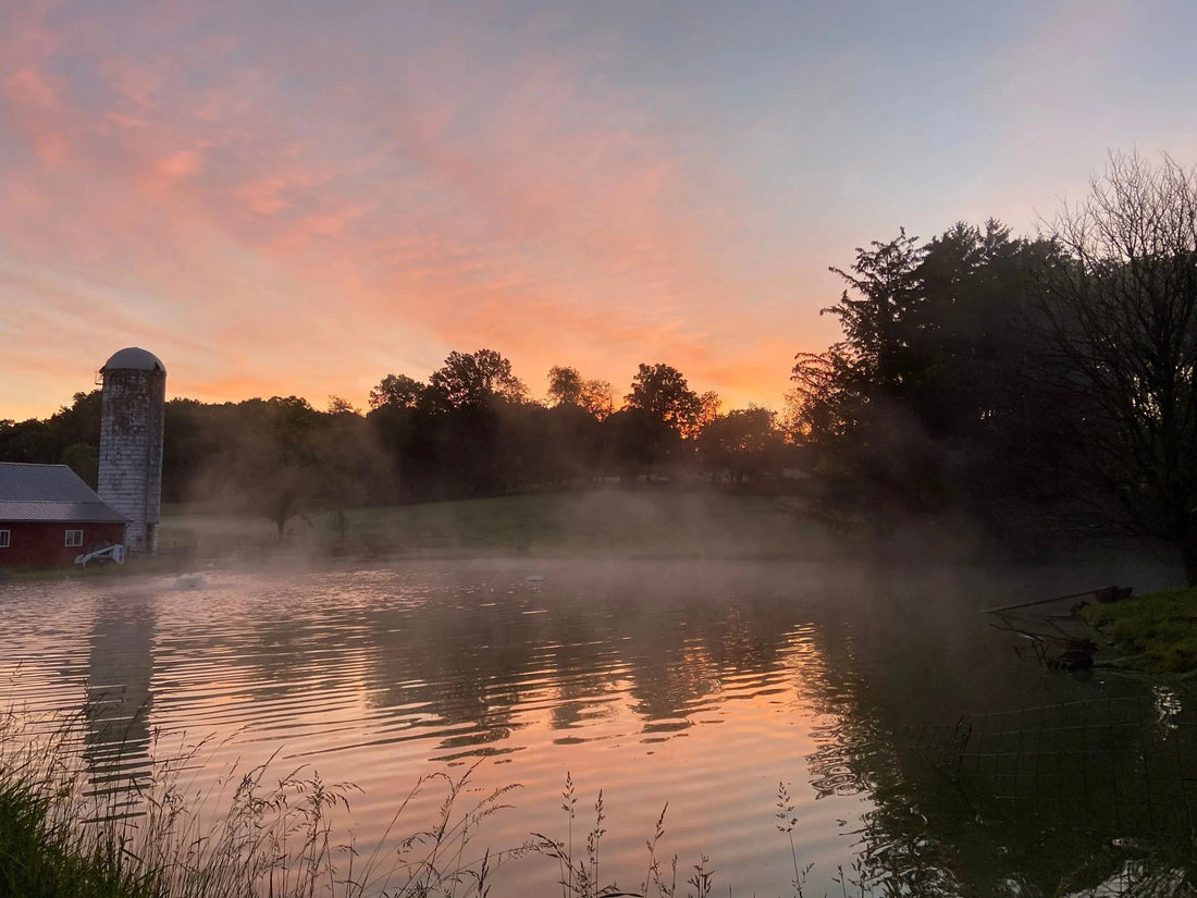 Mornings on the farm