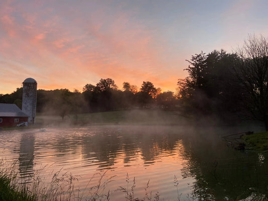 Mornings on the farm