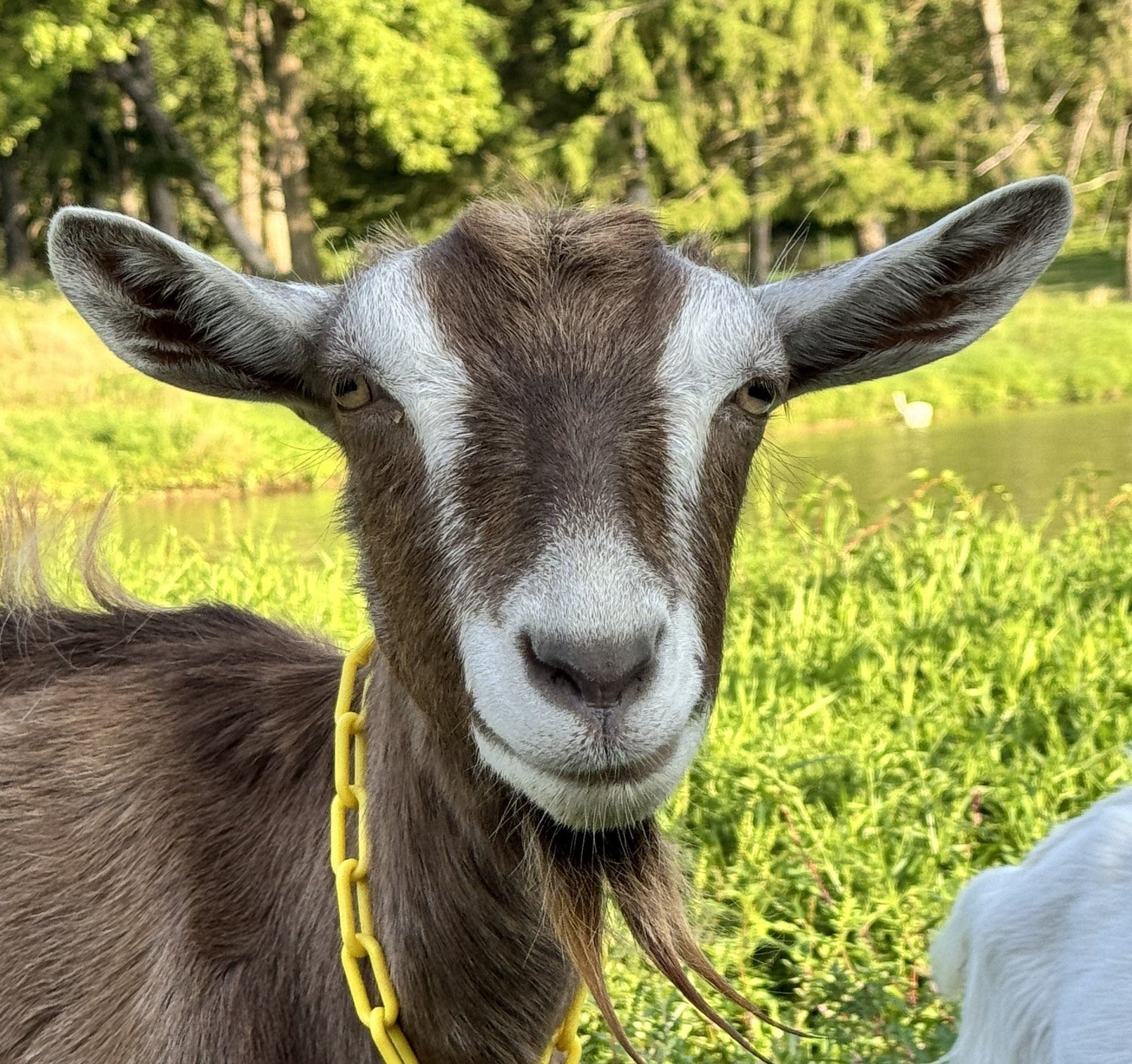 Toggenburg goat, aging skin
