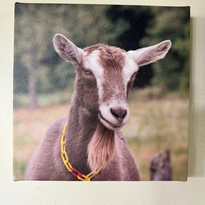 Farm Photos on Framed Canvas & Prints - Harvest Hills Skin Care