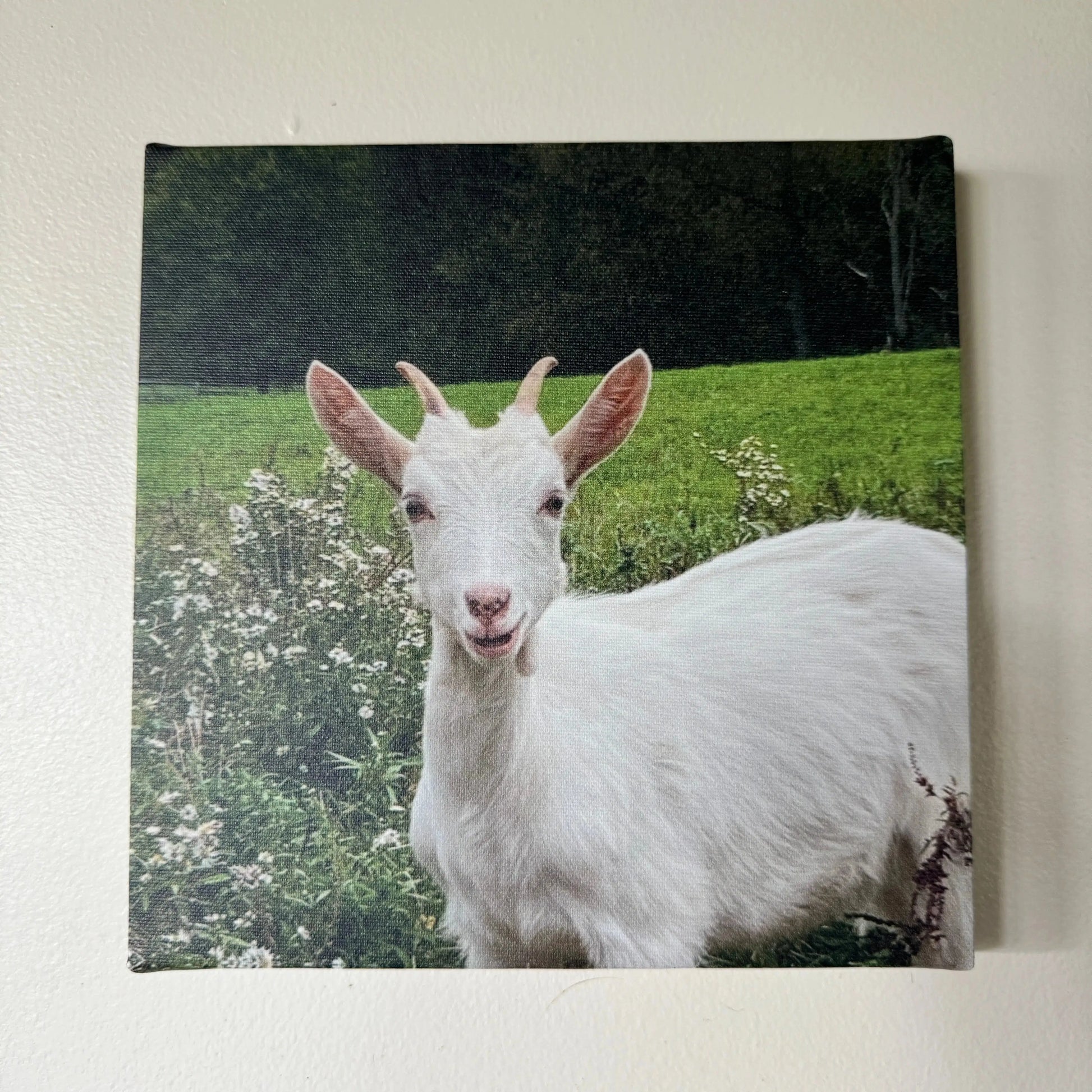 Farm Photos on Framed Canvas & Prints - Harvest Hills Skin Care