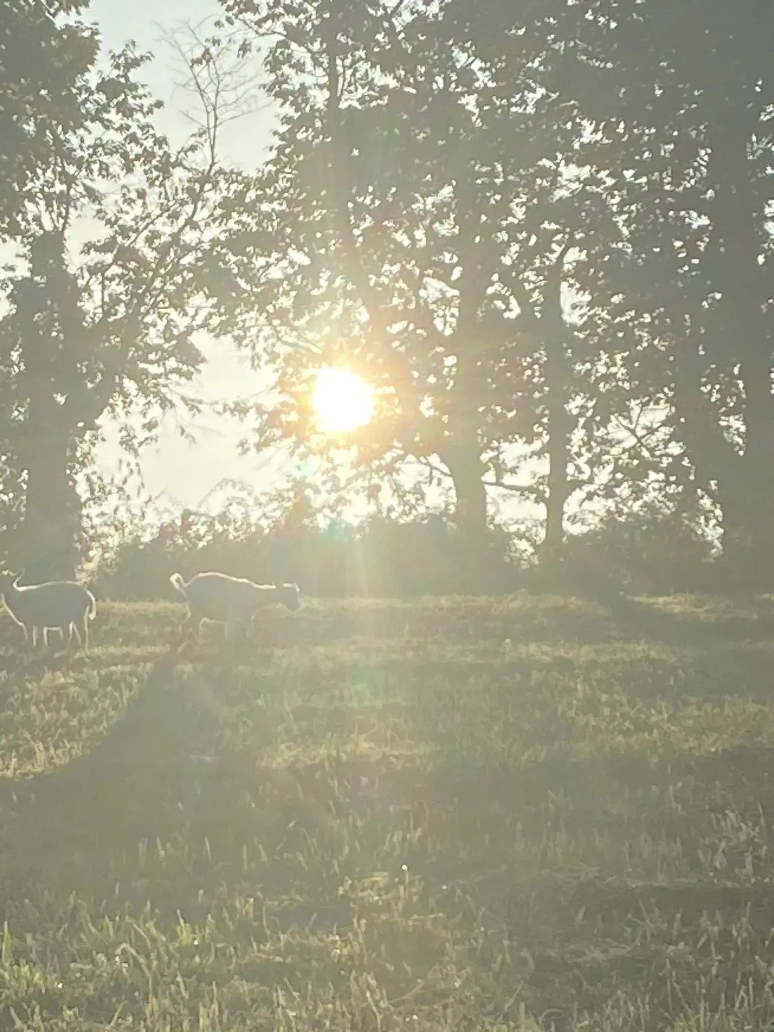 Farm Photos on Framed Canvas & Prints - Harvest Hills Skin Care