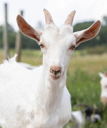 Farm Photos on Framed Canvas & Prints - Harvest Hills Skin Care