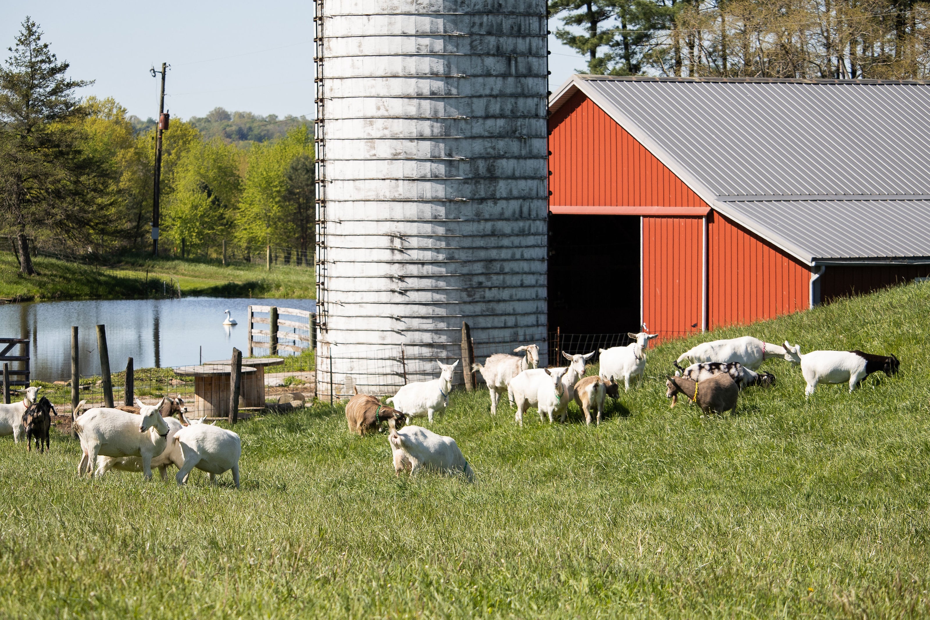 dairy goat farm - goats - farm life