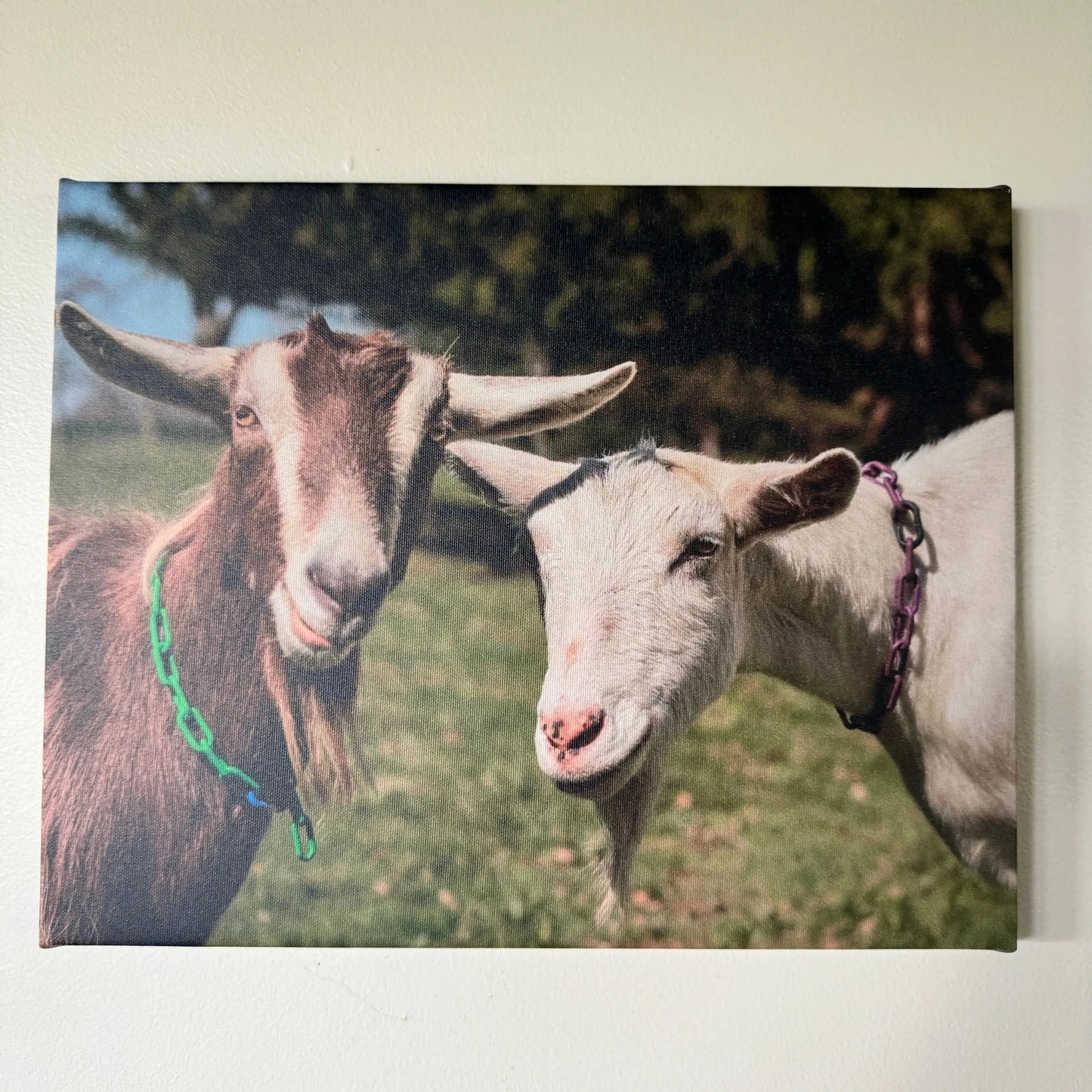 Farm Photos on Framed Canvas & Prints - Harvest Hills Skin Care