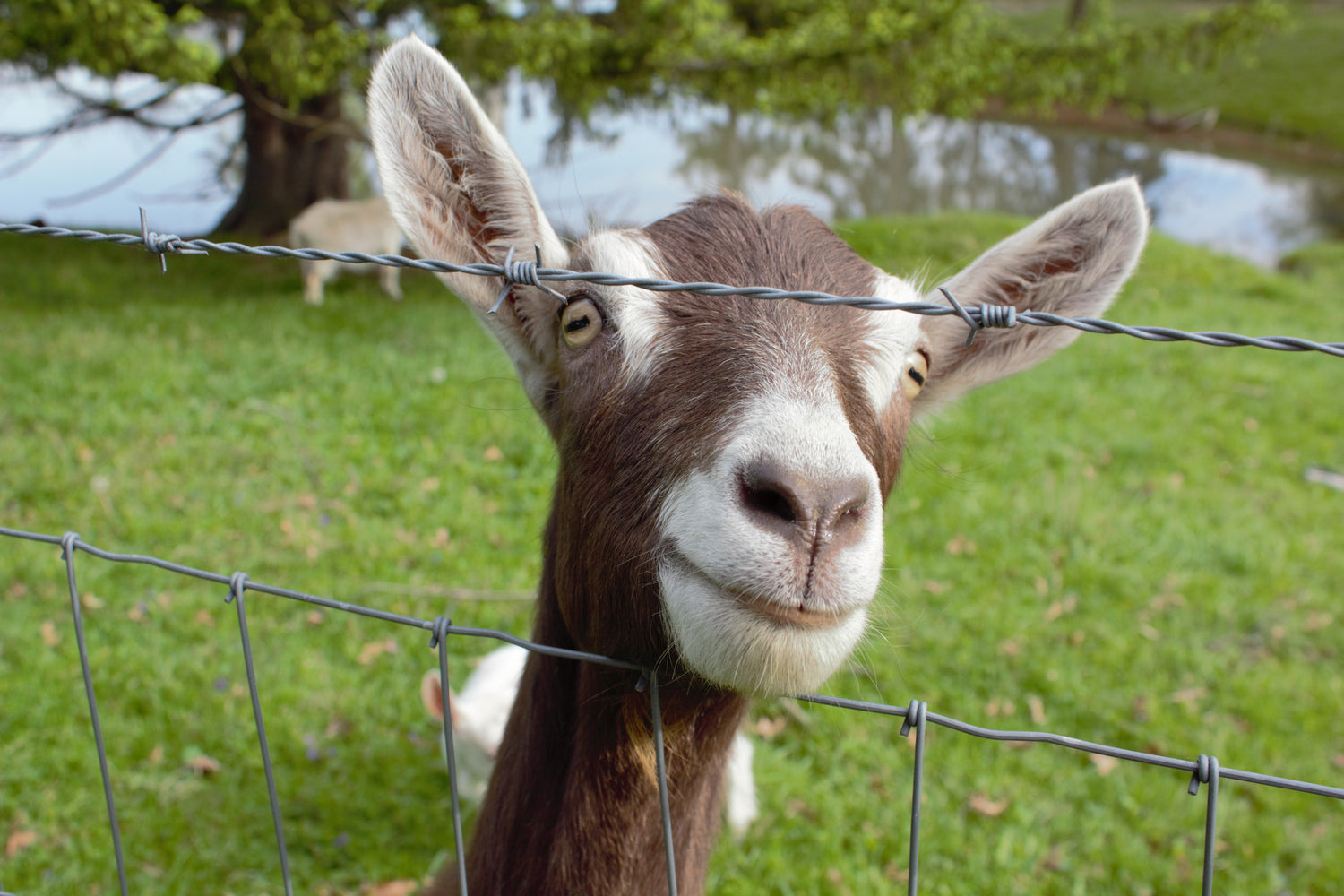 toggenburg goat lookin at camera being cute