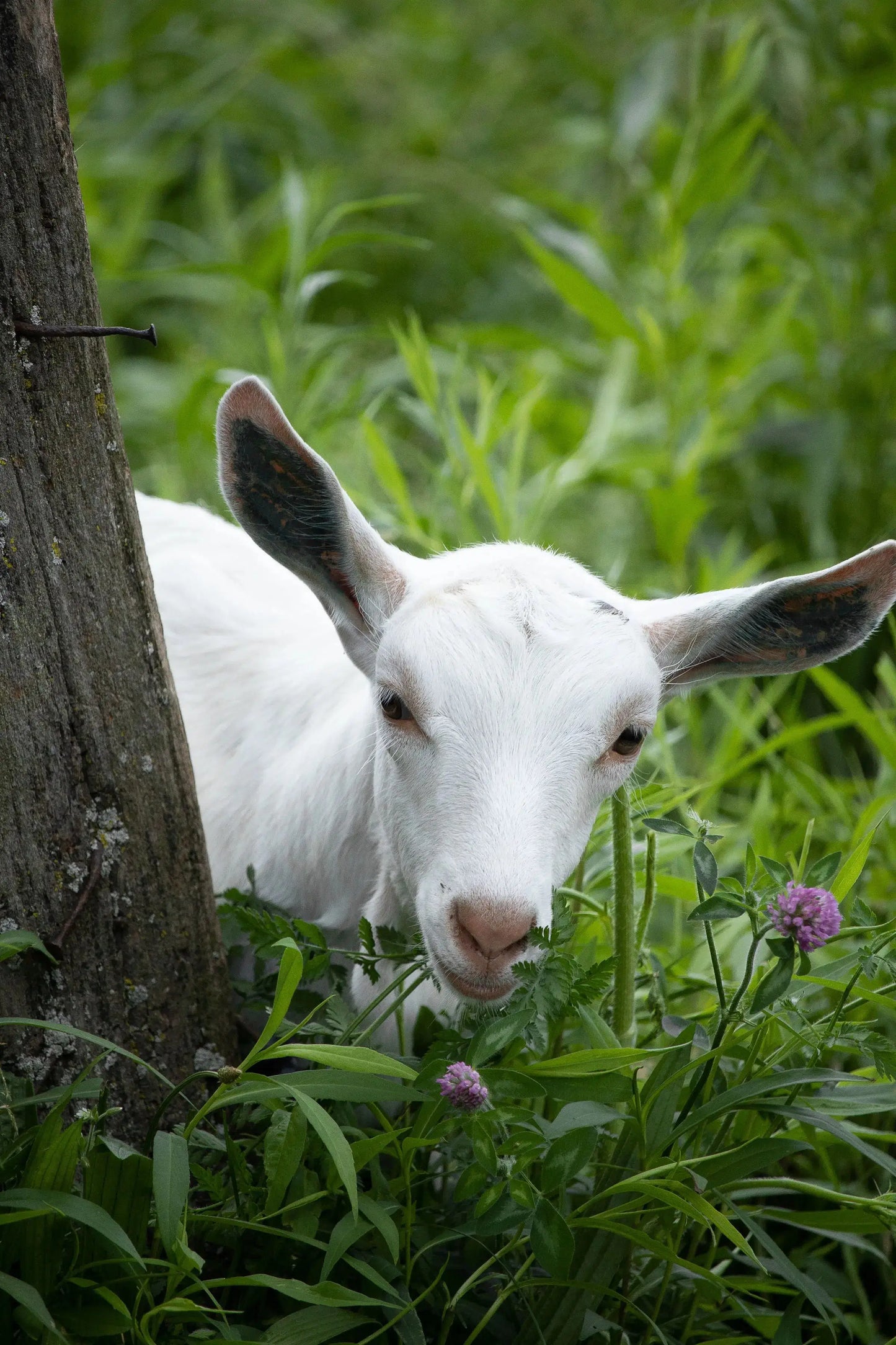 Farm Photos on Framed Canvas & Prints - Harvest Hills Skin Care