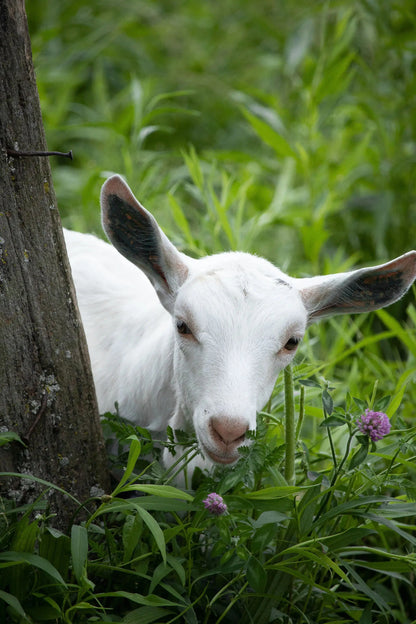Farm Photos on Framed Canvas & Prints - Harvest Hills Skin Care