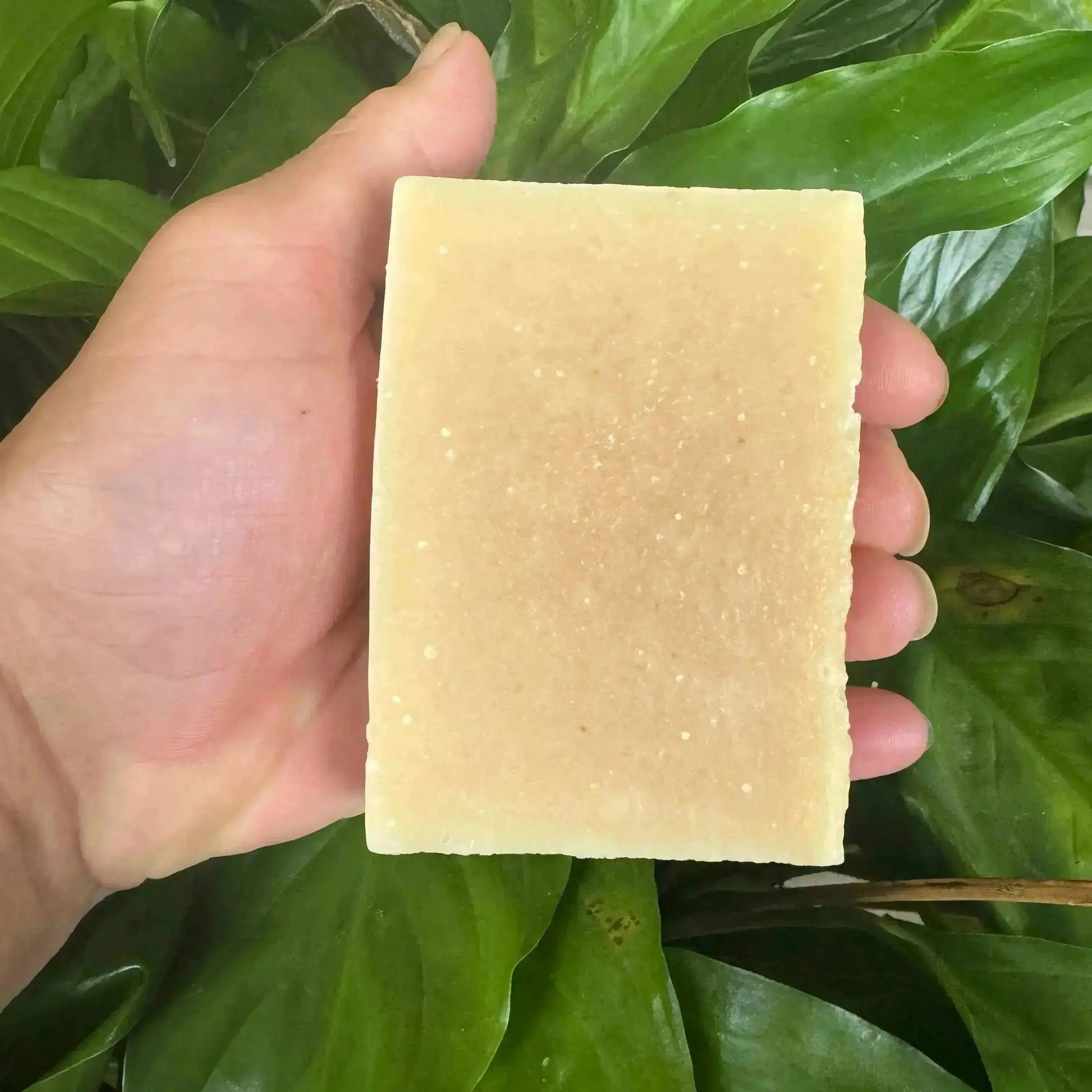 Goat milk pet shampoo-no label