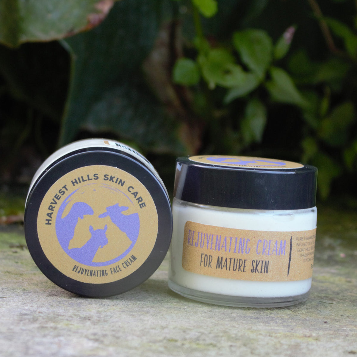 A jar of Harvest Hills Skin Care Rejuvenating Cream for Mature Skin, shown with its lid next to the  jar on a stone surface with a blurred green garden background.