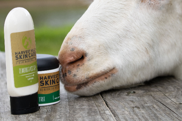 goat, goat milk lotion, goat milk tea tree moisturizer