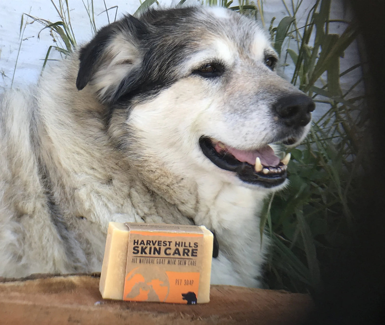 Pet Shampoo Bar- For Soft, Fresh, Happy Pets - Naturally! Harvest Hills Skin Care All Natural Goat Milk Skin Care